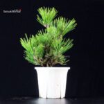 Pinus Thunbergii Corticosa Nishikimatsu - immagine 2