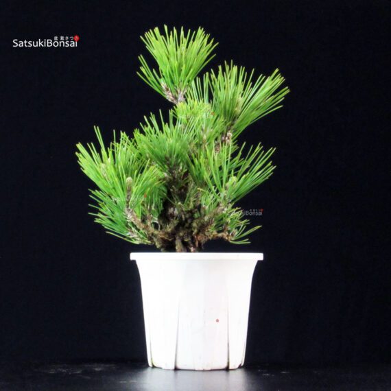 Pinus Thunbergii Corticosa Nishikimatsu - immagine 2