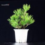 Pinus Thunbergii Corticosa Nishikimatsu - immagine 3