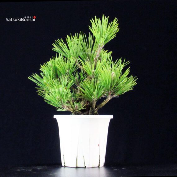 Pinus Thunbergii Corticosa Nishikimatsu - immagine 3