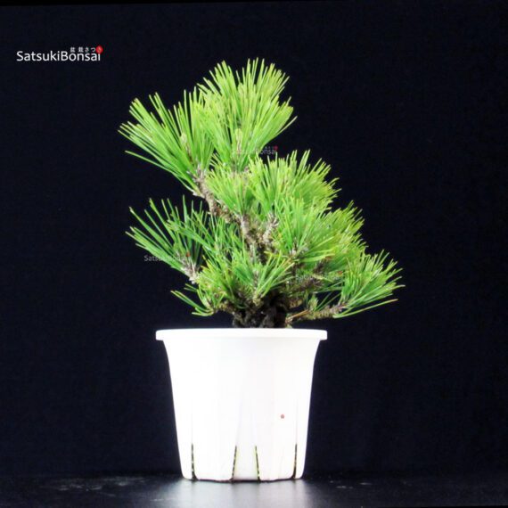 Pinus Thunbergii Corticosa Nishikimatsu - immagine 4