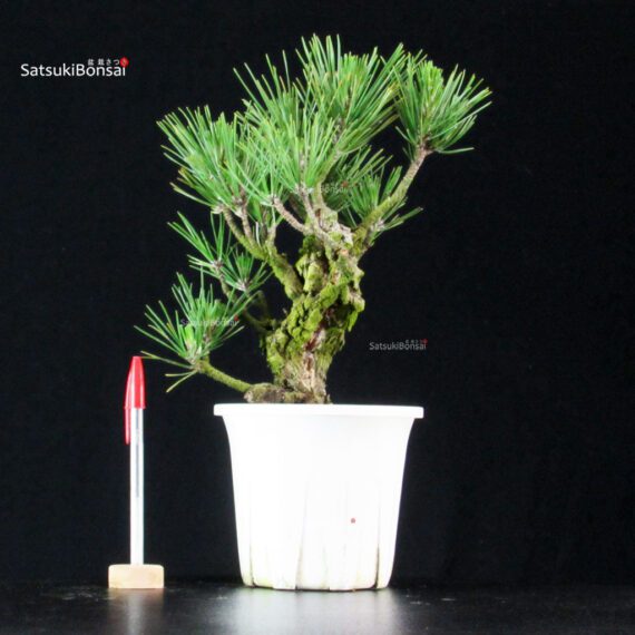 Pinus Thunbergii Corticosa Nishikimatsu - immagine 1