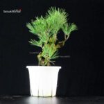 Pinus Thunbergii Corticosa Nishikimatsu - immagine 2