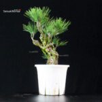 Pinus Thunbergii Corticosa Nishikimatsu - immagine 4