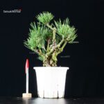 Pinus Thunbergii Corticosa Nishikimatsu