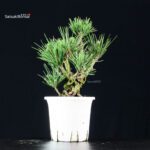 Pinus Thunbergii Corticosa Nishikimatsu - immagine 2