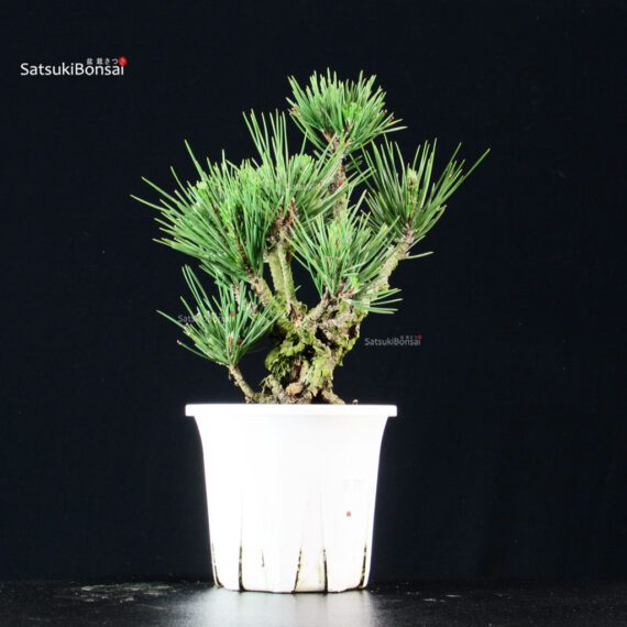 Pinus Thunbergii Corticosa Nishikimatsu - immagine 2