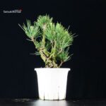 Pinus Thunbergii Corticosa Nishikimatsu - immagine 4