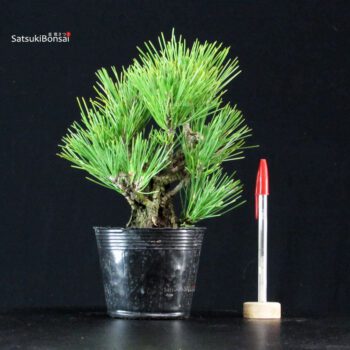 Pinus Thunbergii Corticosa Nishikimatsu