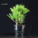 Pinus Thunbergii Corticosa Nishikimatsu - immagine 2