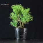 Pinus Thunbergii Corticosa Nishikimatsu - immagine 3