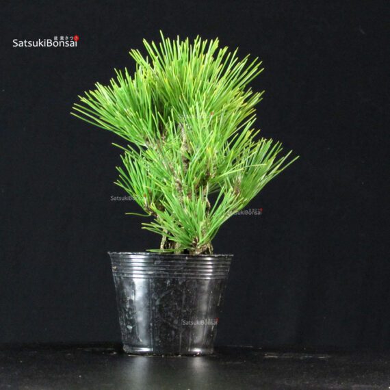 Pinus Thunbergii Corticosa Nishikimatsu - immagine 4