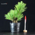 Pinus Thunbergii Corticosa Nishikimatsu