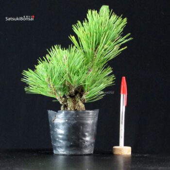 Pinus Thunbergii Corticosa Nishikimatsu