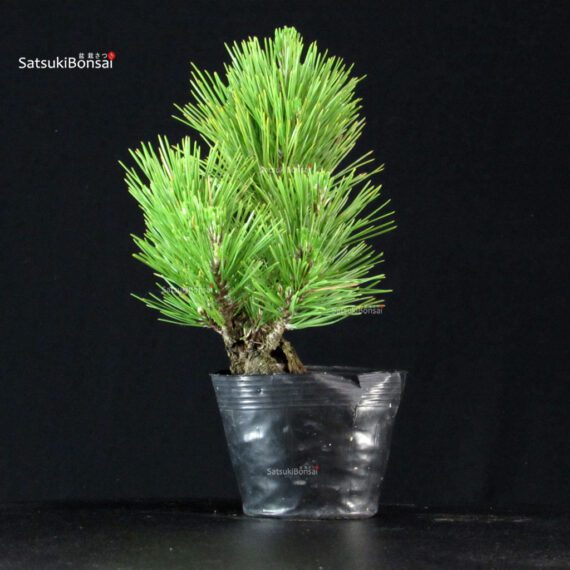 Pinus Thunbergii Corticosa Nishikimatsu - immagine 2