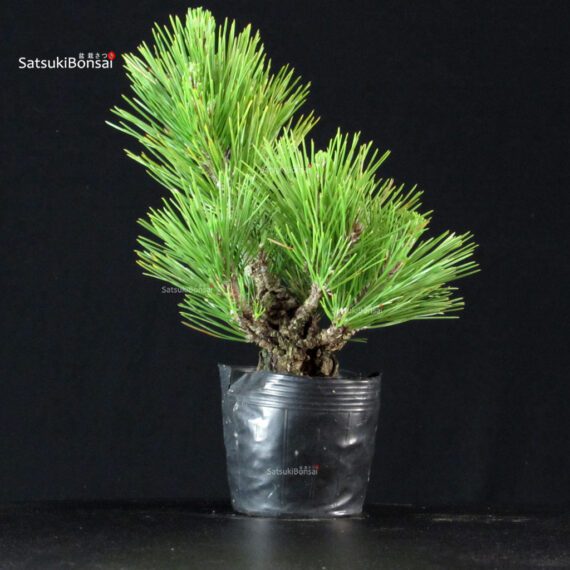 Pinus Thunbergii Corticosa Nishikimatsu - immagine 3