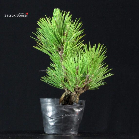Pinus Thunbergii Corticosa Nishikimatsu - immagine 4