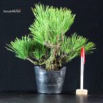 Pinus Thunbergii Corticosa Nishikimatsu