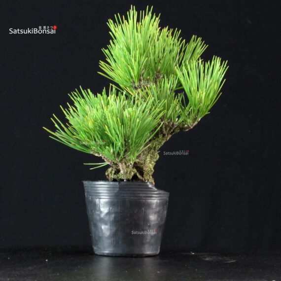Pinus Thunbergii Corticosa Nishikimatsu - immagine 2