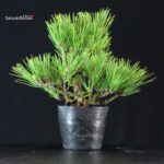 Pinus Thunbergii Corticosa Nishikimatsu - immagine 3