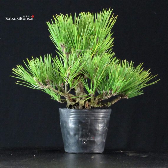 Pinus Thunbergii Corticosa Nishikimatsu - immagine 3
