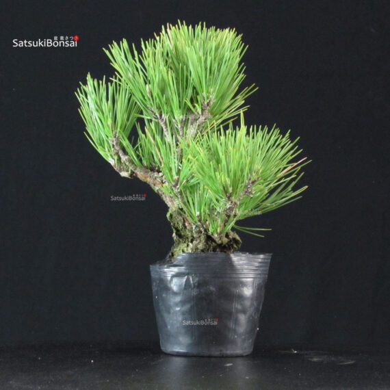 Pinus Thunbergii Corticosa Nishikimatsu - immagine 4