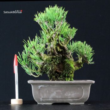 Pinus Thunbergii Corticosa Nishikimatsu