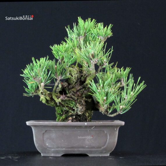 Pinus Thunbergii Corticosa Nishikimatsu - immagine 3