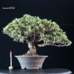 Pinus Thunbergii Kuromatsu Kotobuki
