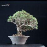 Pinus Thunbergii Kuromatsu Kotobuki - immagine 2