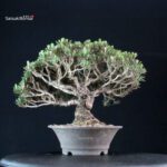 Pinus Thunbergii Kuromatsu Kotobuki - immagine 3