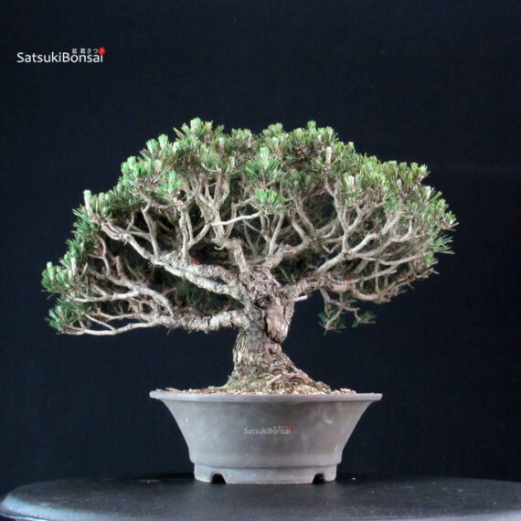 255670_3-Pinus-thunbergii-kotobuki Pinus Thunbergii Kuromatsu Kotobuki - immagine 3