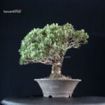 Pinus Thunbergii Kuromatsu Kotobuki - immagine 4