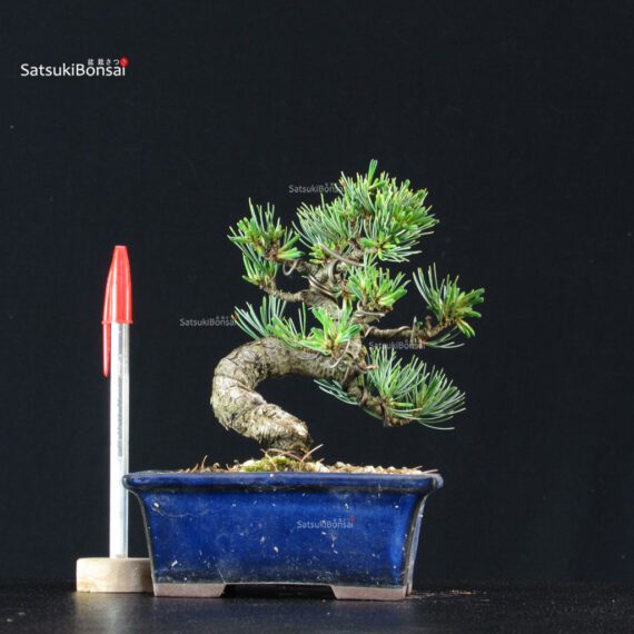 Pinus Pentaphylla - Goyomatsu - immagine 1