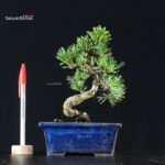 Pinus Pentaphylla - Goyomatsu