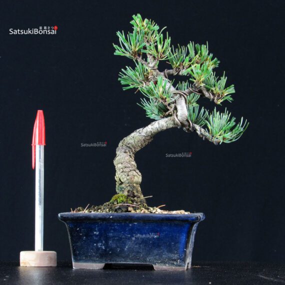 Pinus Pentaphylla - Goyomatsu - immagine 1
