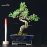 Pinus Pentaphylla - Goyomatsu