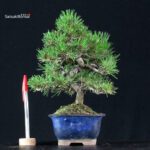 Pinus Thunbergii Kuromatsu
