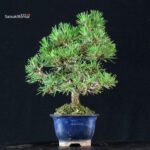 Pinus Thunbergii Kuromatsu - immagine 2