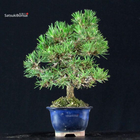 Pinus Thunbergii Kuromatsu - immagine 2