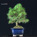 Pinus Thunbergii Kuromatsu - immagine 3