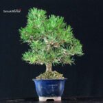Pinus Thunbergii Kuromatsu - immagine 4