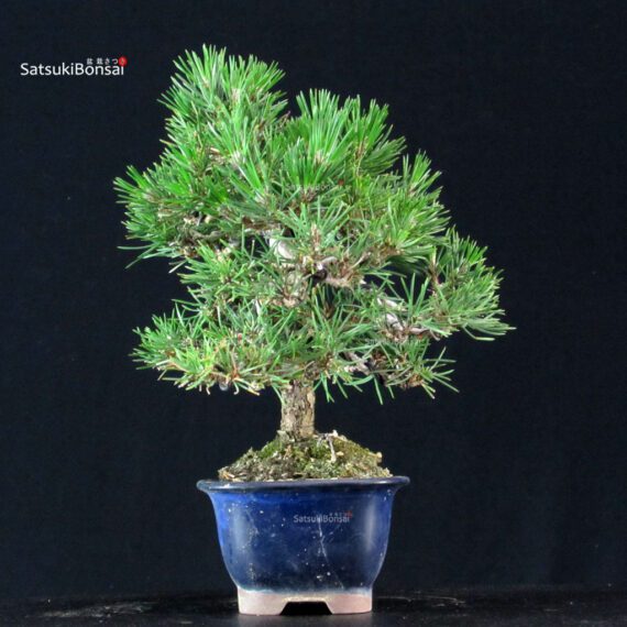 Pinus Thunbergii Kuromatsu - immagine 4