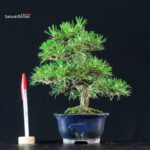 Pinus Thunbergii Kuromatsu
