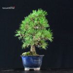 Pinus Thunbergii Kuromatsu - immagine 2