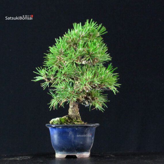 Pinus Thunbergii Kuromatsu - immagine 2