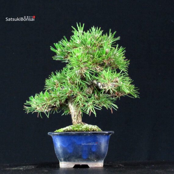 Pinus Thunbergii Kuromatsu - immagine 3