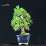 Pinus Thunbergii Kuromatsu - immagine 4