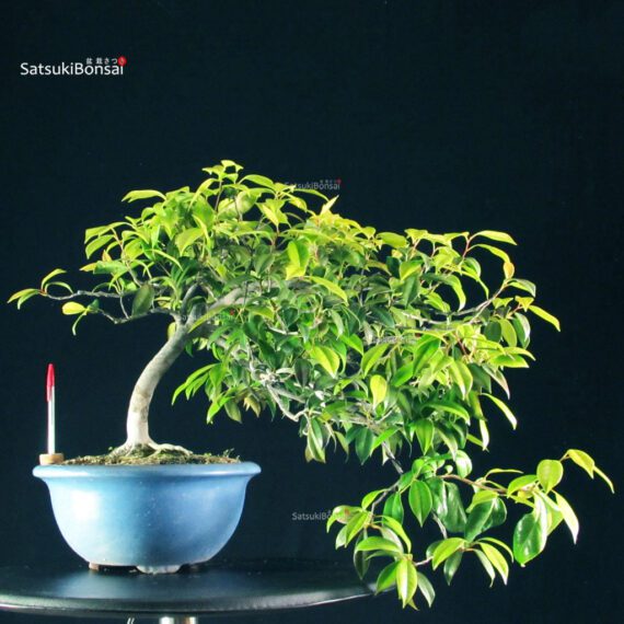Camellia Japonica - immagine 7