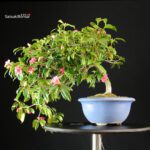 Camellia Japonica - immagine 5